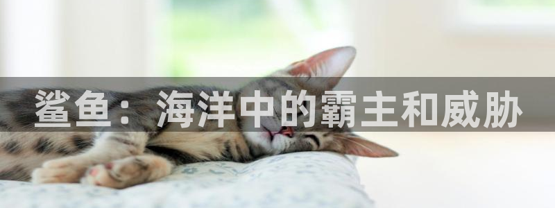 星辰影院免费观看爱情而已